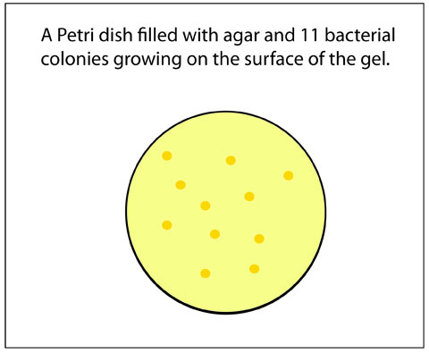  bacterial colonies growing on agar