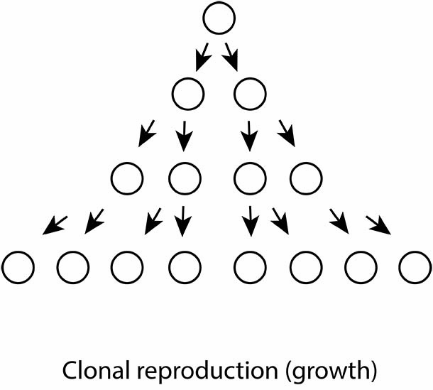 clonal growth
