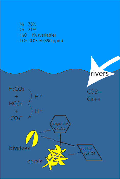 carbon dioxide in the ocean