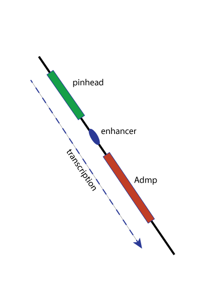 gene map