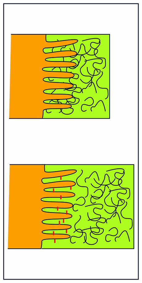 mucus layer on top of villi